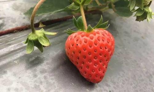 国产草莓 视频在线观看,视频带你领略田园风情