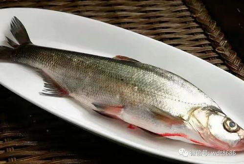 漂亮的国产鱼图片欣赏视频,高清视频中的水族魅力瞬间