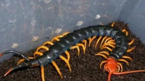 国产的巨人蜈蚣能养吗视频,揭秘蜈蚣养殖的奥秘